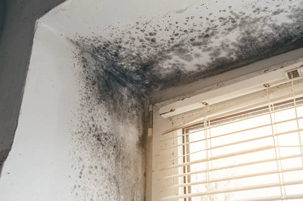 Trusted Crawl Space Mold Removal service in Boonton, NJ - Cheap Mold Removal